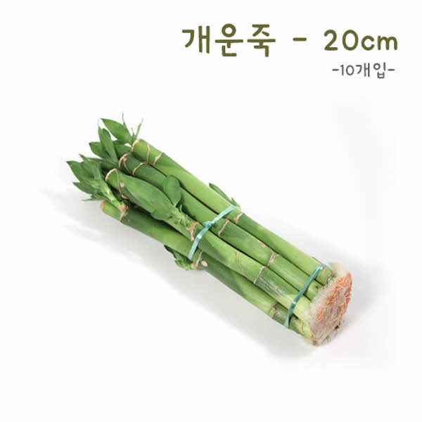 개운죽 20cm-10p