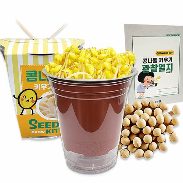 두두엠 콩나물 키우기 (관찰일지포함)