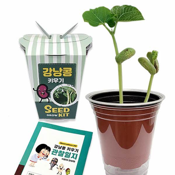 두두엠 강낭콩 키우기 (관찰일지포함)