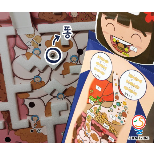 인체의 비밀 소화 5인용