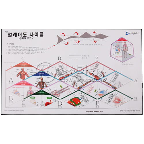 인체의구조 칼레이도사이클 5인용